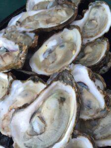 oysters